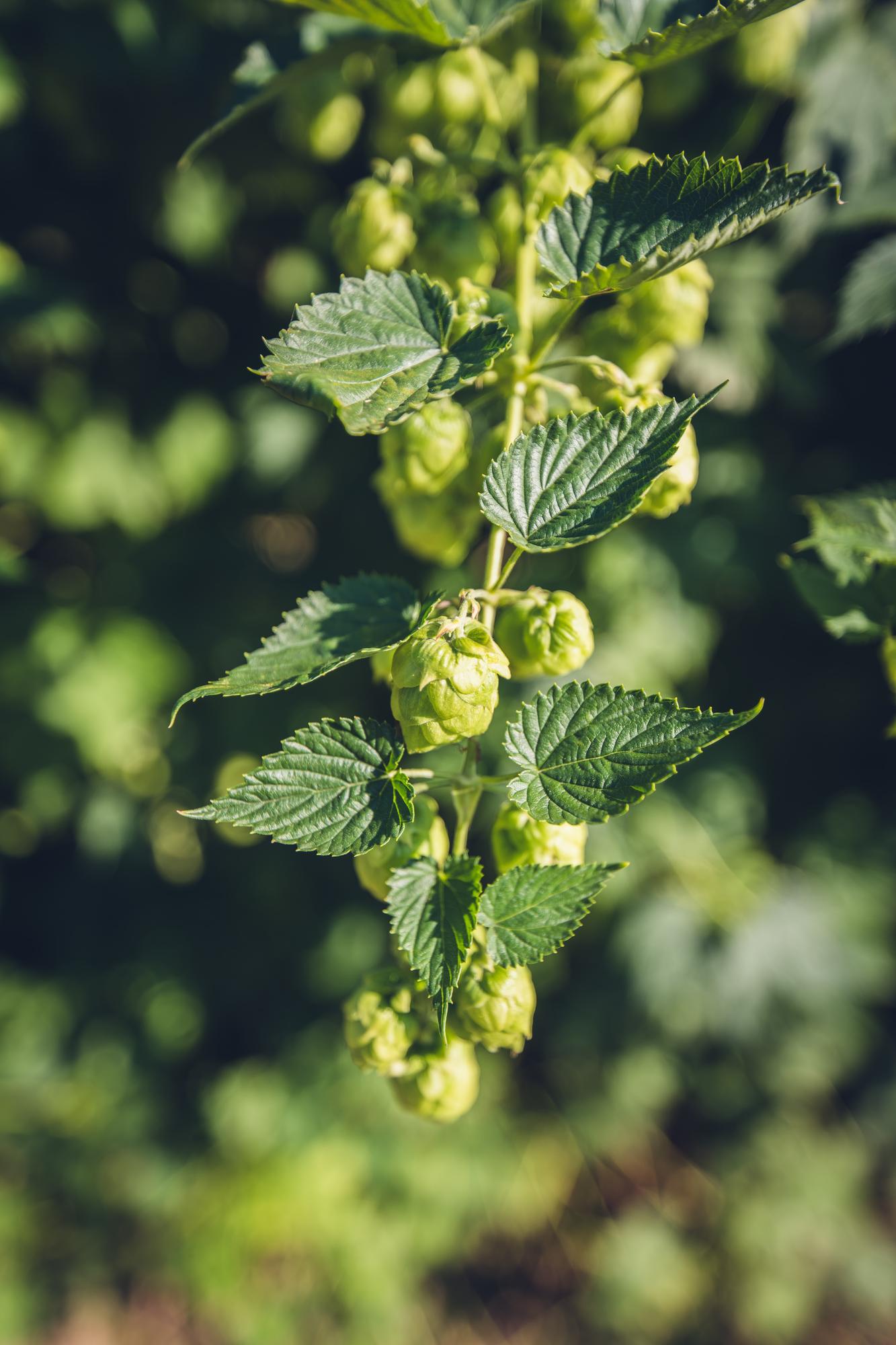Humulus lupulus 'Nordbrau' – Hopfenpflanze Ø15cm, ca. 65cm hoch