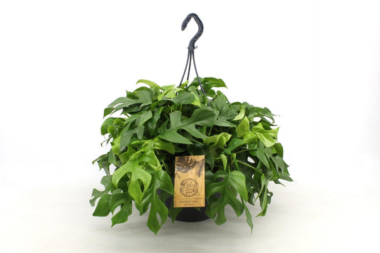 Monstera Minima – Pflegenleichte Schweizer Käse Pflanze 27cm