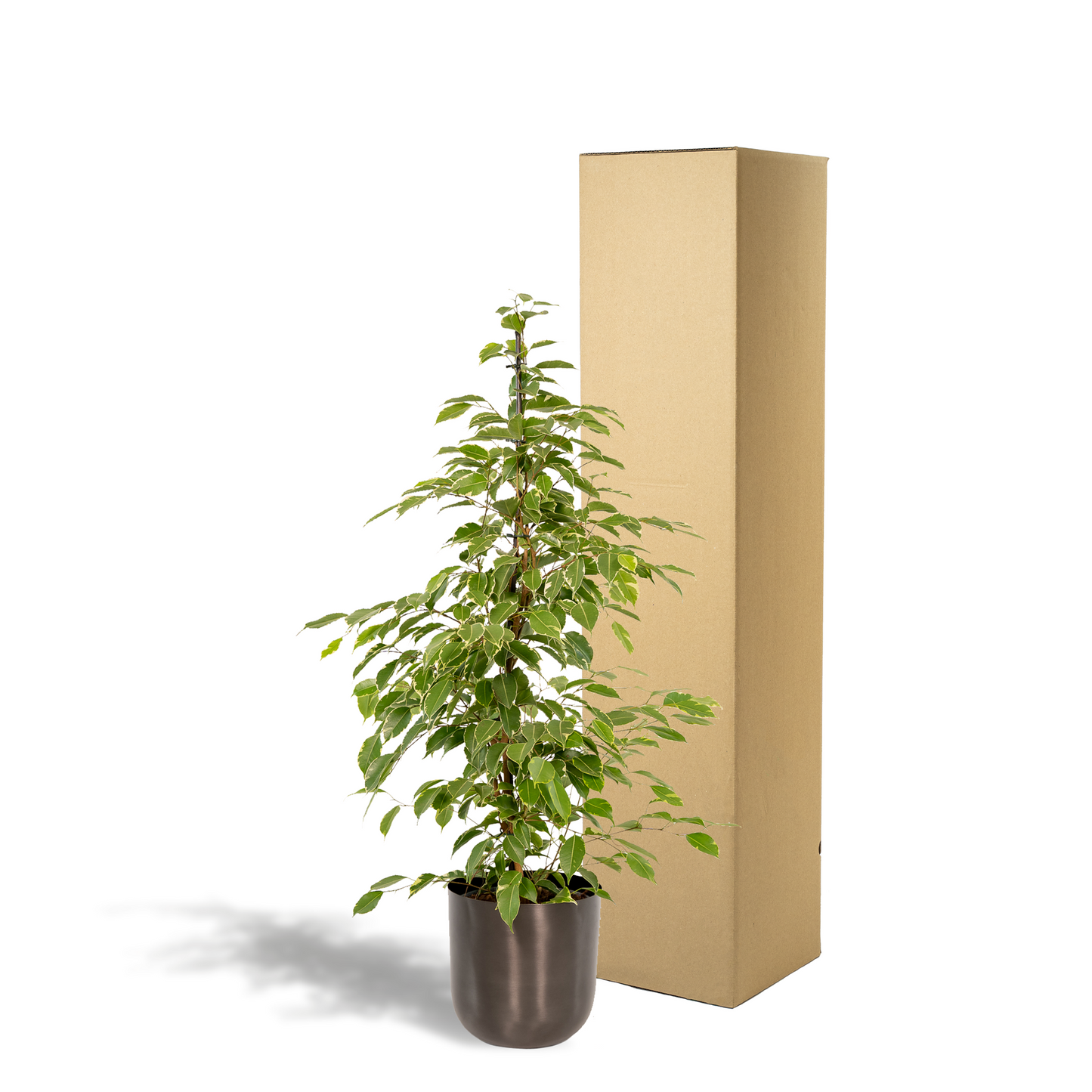 Ficus benjamina Goldenking – Pflegeleichter Blickfang Ø21cm