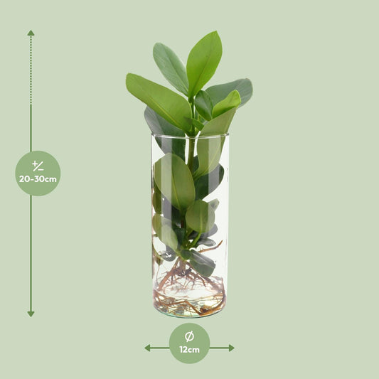 Clusia Hydroponie-Pflanzenmix im Cylinder Glas Ø12cm