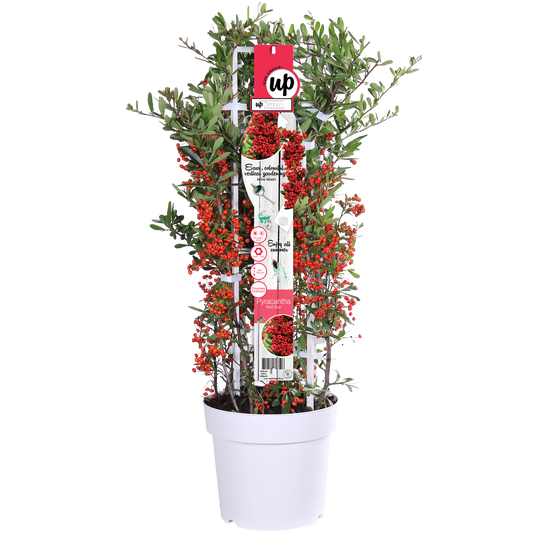 Pyracantha coccinea Red Star – Immergrüner Feuerdorn mit roten Beeren