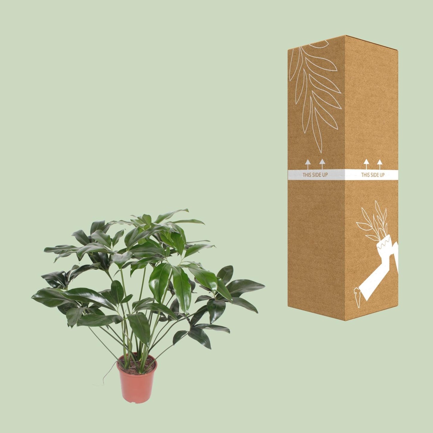 Philodendron Green Wonder – Pflegeleichte Zimmerpflanze Ø27cm