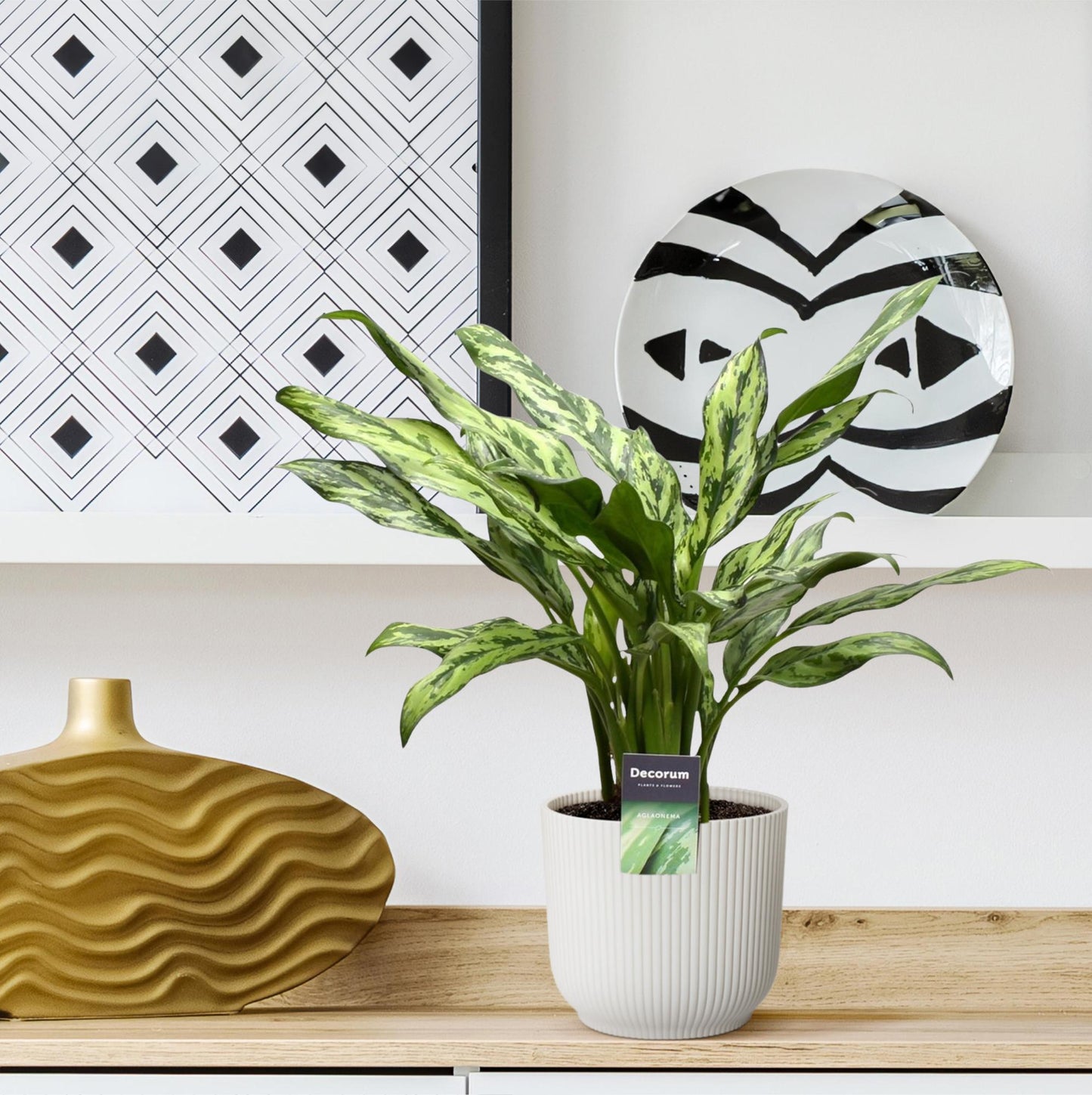 Aglaonema Juliette – Elegante, pflegeleichte Zimmerpflanze 40 cm