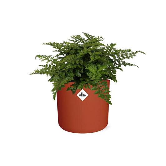 Asplenium Parvati – Luftreinigender Zimmerfarn im ELHO b.for soft Rond 14cm Brique