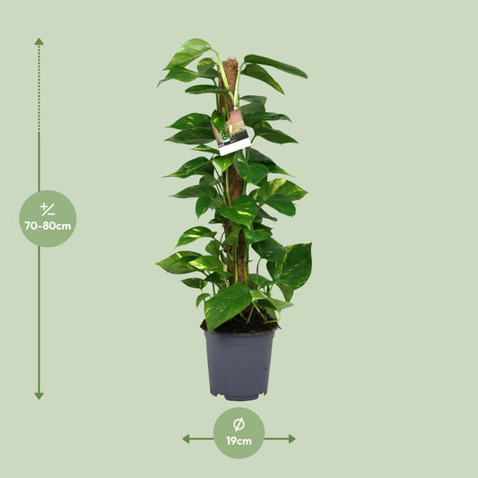 Scindapsus Epipremnum – pflegeleichte Zimmerpflanze Ø19cm