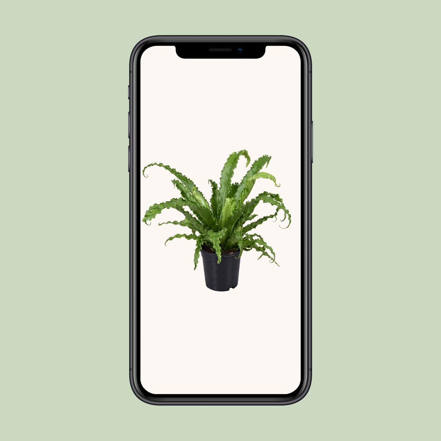Asplenium Antiquum Osaka – Stilvoller Vogelnest-Farn Ø17cm