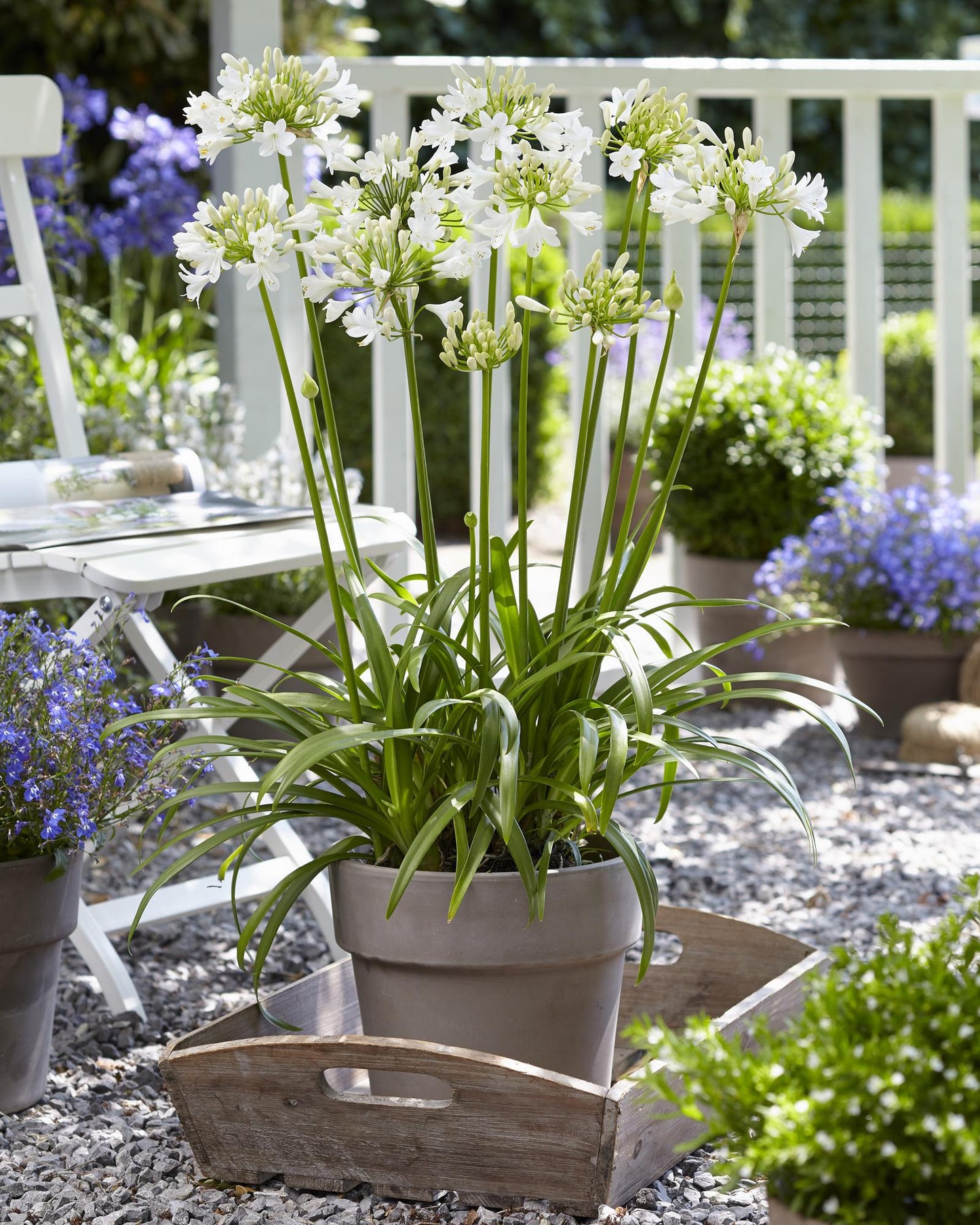 Agapanthus 'Ever White' – Pflegeleichte Blütenpracht Ø19cm
