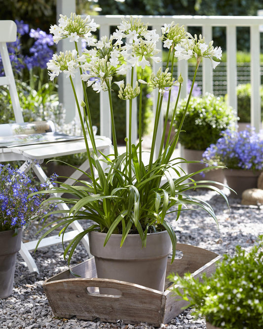 Agapanthus 'Ever White' – Pflegeleichte Blütenpracht Ø19cm