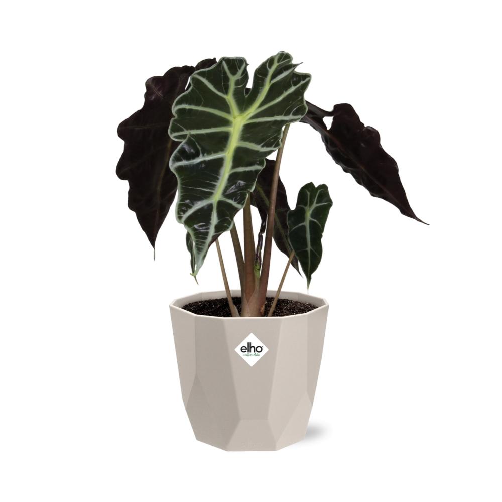 Alocasia ‘Polly’ – Pflegeleichte Elefantenohr-Pflanze im ELHO Topf
