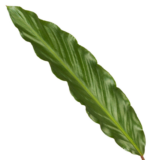 Calathea Wavestar – Stilvolle, pflegeleichte Zimmerpflanze