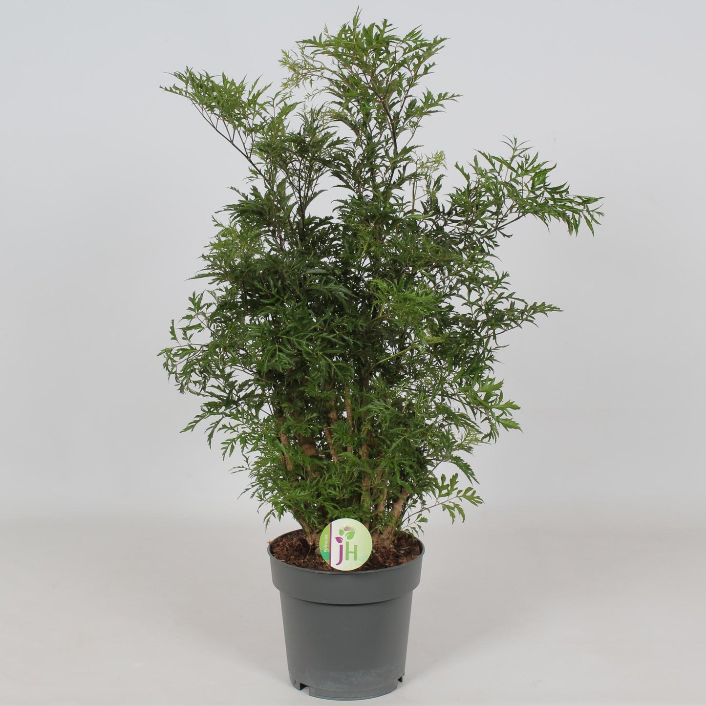Polyscias Hawaiian – Pflegeleichte Tropenpflanze Ø19cm