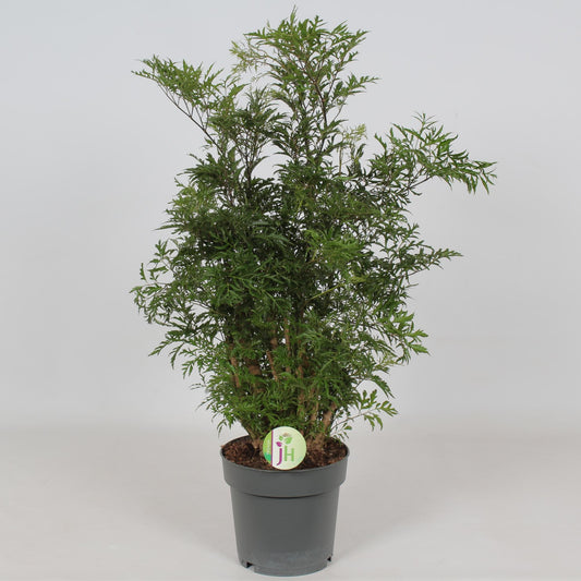 Polyscias Hawaiian – Pflegeleichte Tropenpflanze Ø19cm