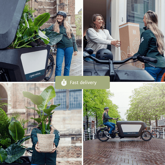 Trockenblumen im Briefkasten – Multi Mix