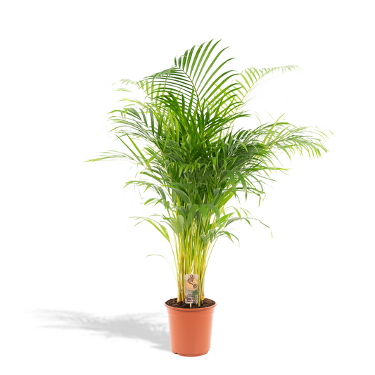 Areca-Palme Ø21cm – Luftreinigende Goldfruchtpalme bis 130cm