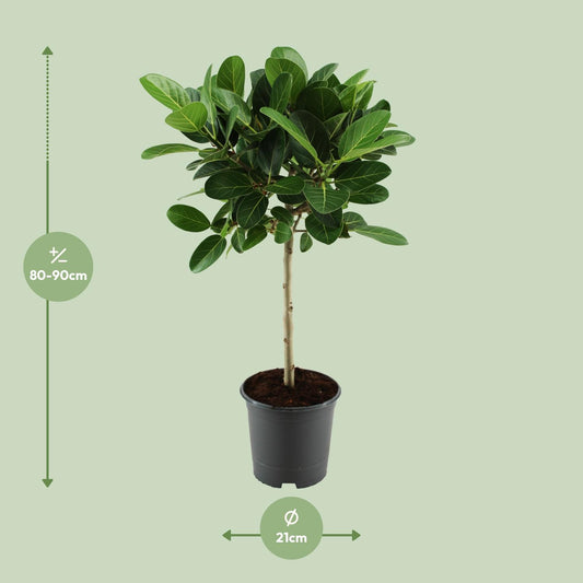 Ficus benghalensis Petite Audrey – Pflegeleichter Halbschatten-Ficus Ø21cm
