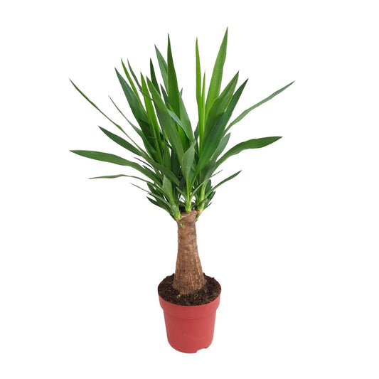 Yucca 'Maya Tree' – Pflegerleichte XXL-Zimmerpflanze Ø19cm