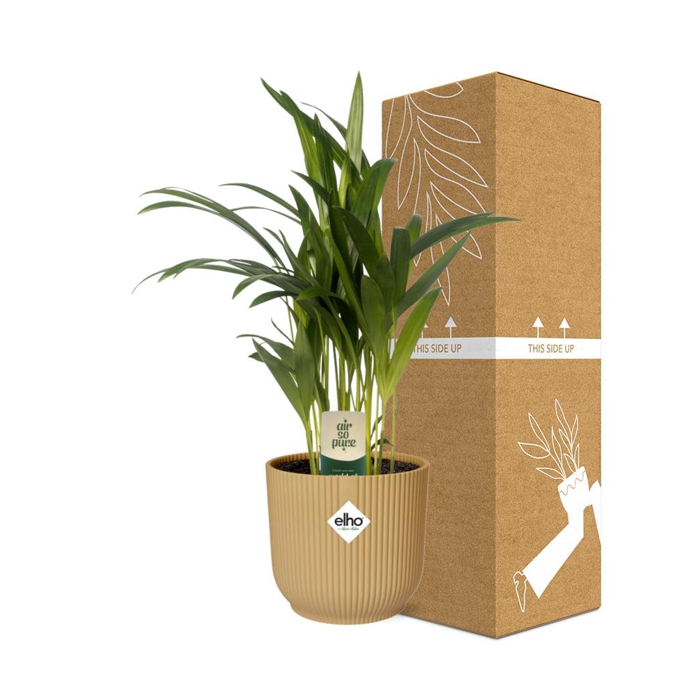 Dypsis Lutescens (Bambuspalme) 12cm im ELHO Vibes Fold Topf