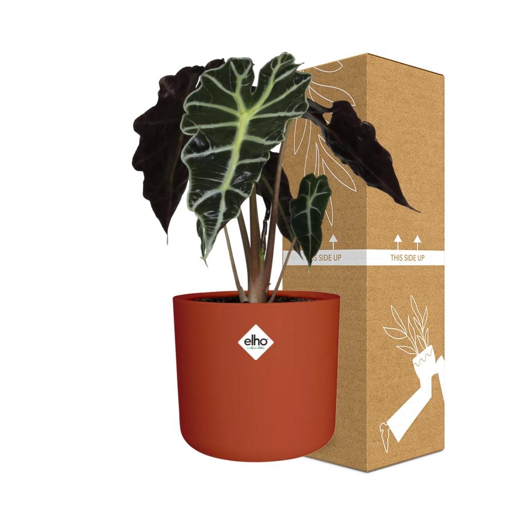 Alocasia ‘Polly’ – Tropische Eleganz im 14cm ELHO Topf