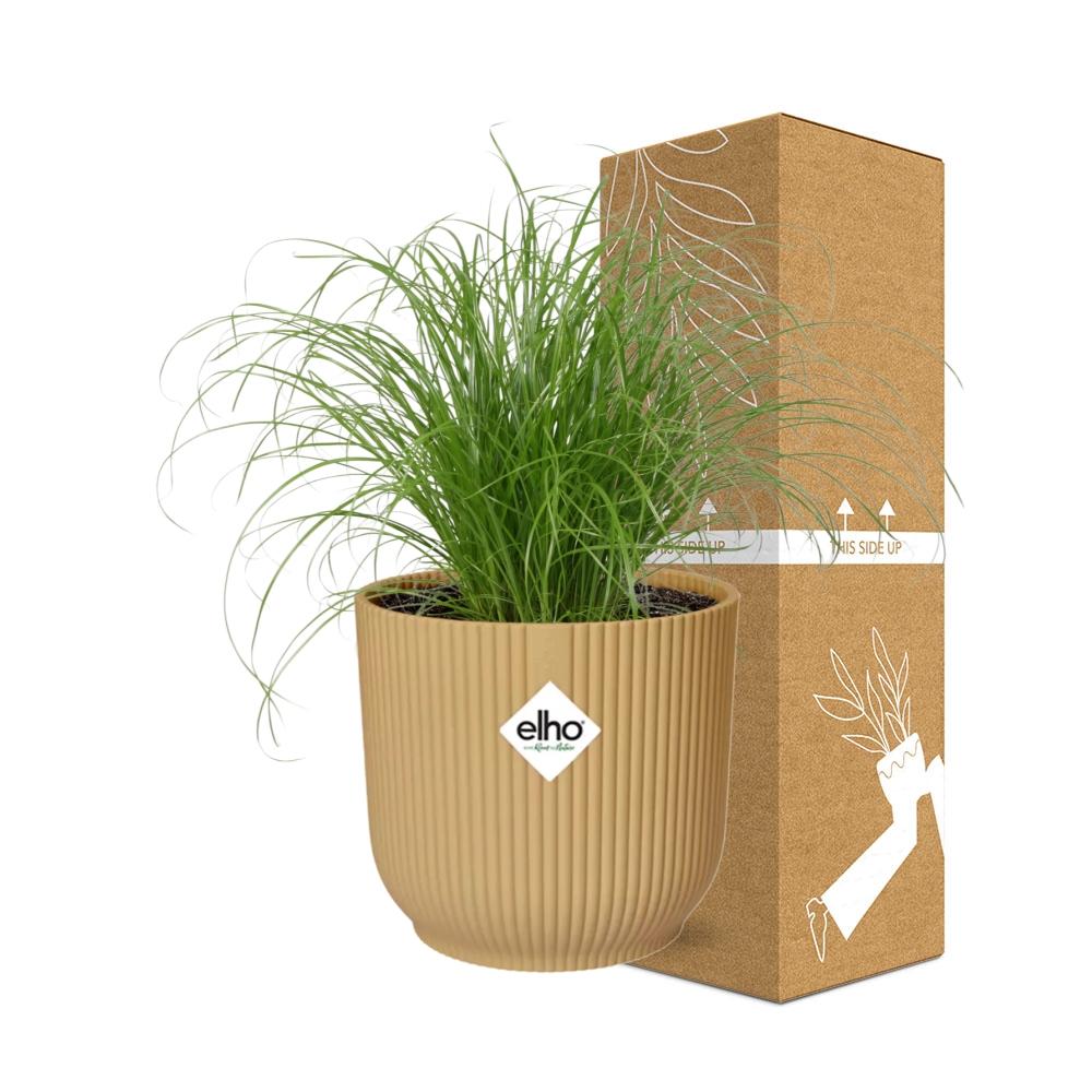 Cyperus alternifolius Zumula – Schirmpflanze in ELHO Vibes Fold 14cm Gelb