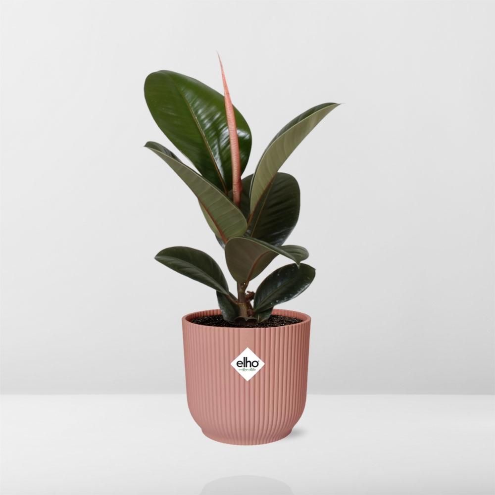 Ficus Elastica ‘Robusta’ in ELHO Vibes Fold 14cm rosa