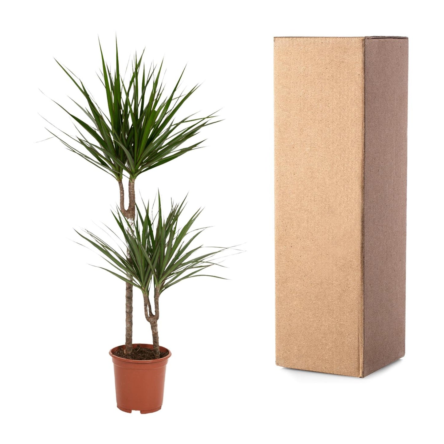 Dracaena Marginata – Stilvolle, pflegeleichte Zimmerpflanze Ø19cm