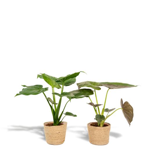 Alocasia Cucullata & Wentii im Korb Ø19cm, 60cm hoch