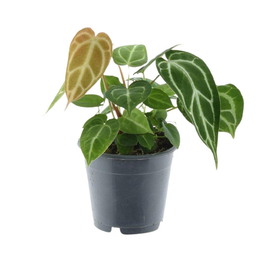 Anthurium Chrystallinum – Pflegeleichte Tropenpflanze Ø12cm