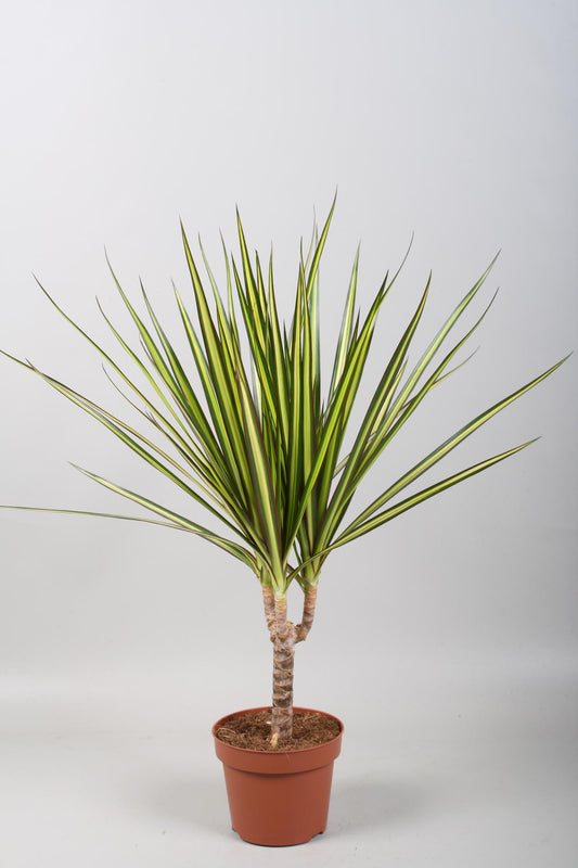 Dracaena Sunray - Drachenbaum Ø12cm, ca. 50cm hoch