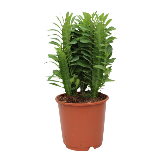 Euphorbia Trigona – Afrikanischer Milchbaum Ø12cm, 40cm hoch