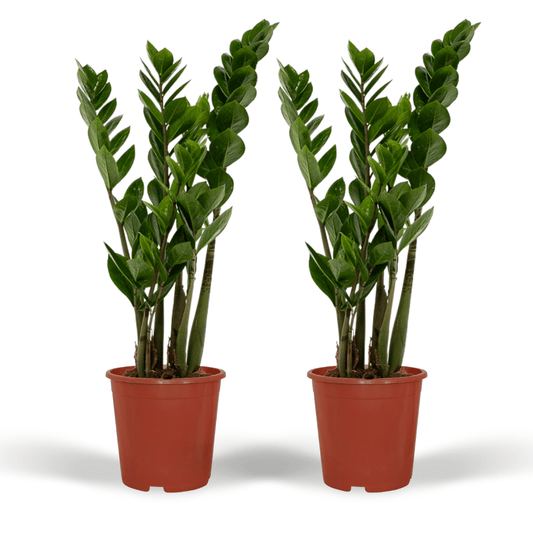 2x Zamioculcas Zamiifolia – Pflegeleichte Smaragdpalme 50 cm