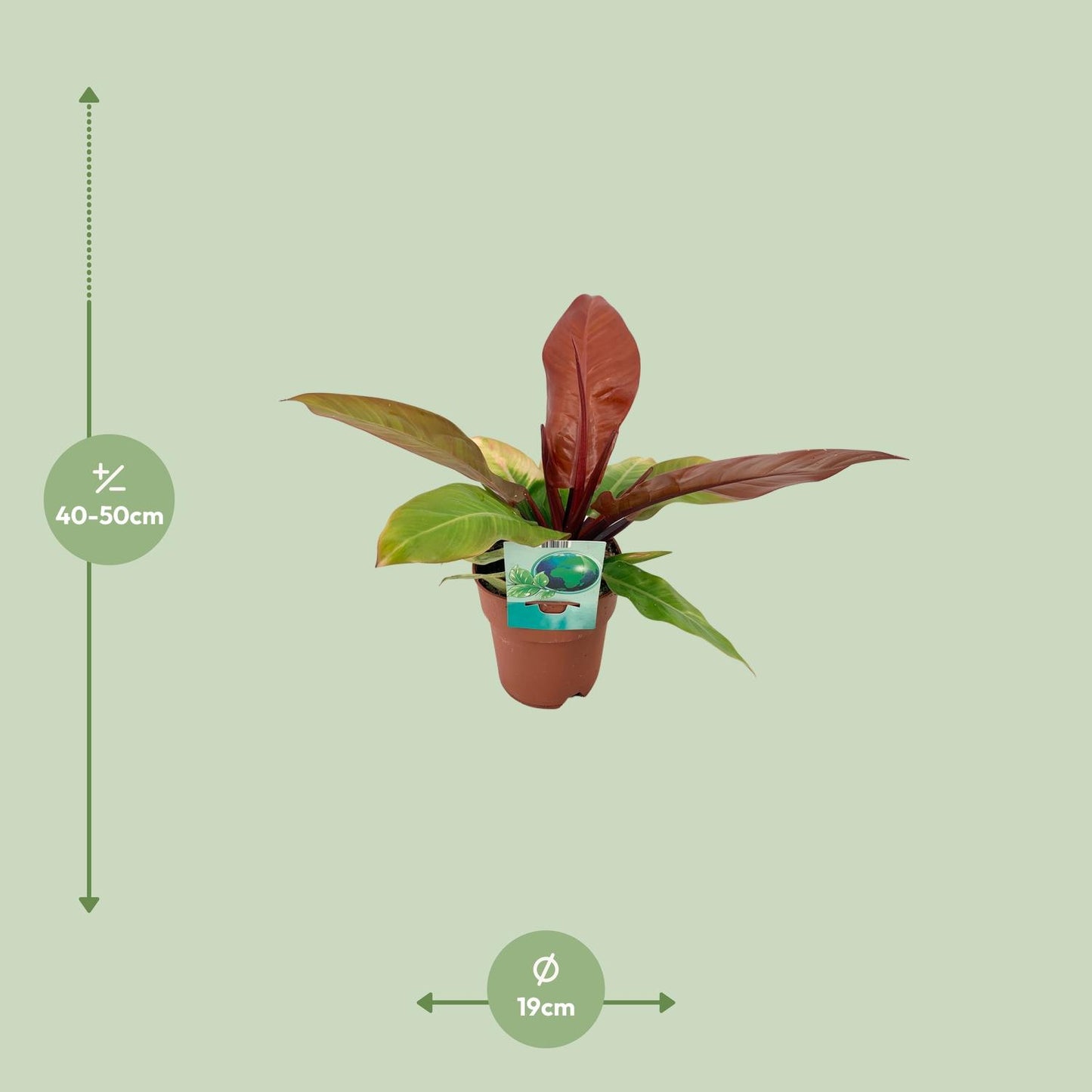 Philodendron Prince Of Orange – Pflegeleichte Zimmerpflanze Ø19cm