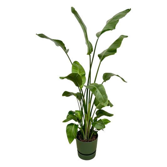 Strelitzia Nicolai mit elho Greenville Round Topf – 180 cm