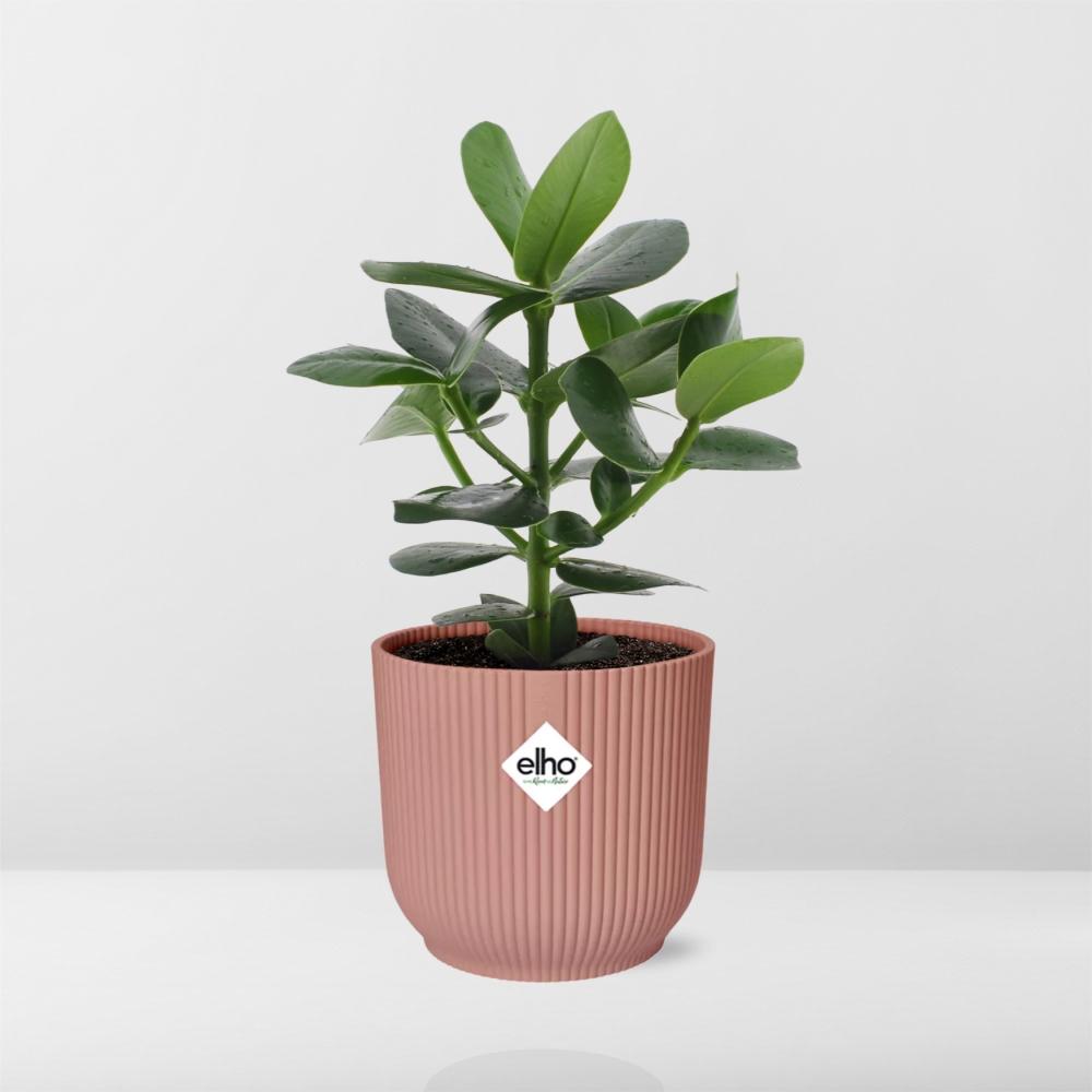 Clusia Princess im ELHO Vibes Fold 14cm Topf rosa