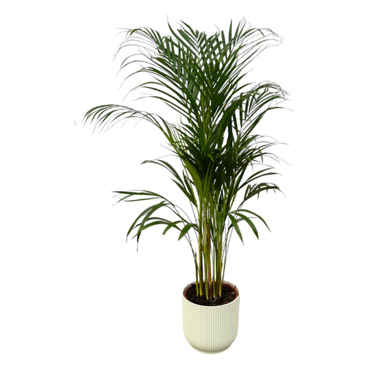 Areca-Palme Ø21cm - 110cm mit elho Vibes Fold Round Weiß