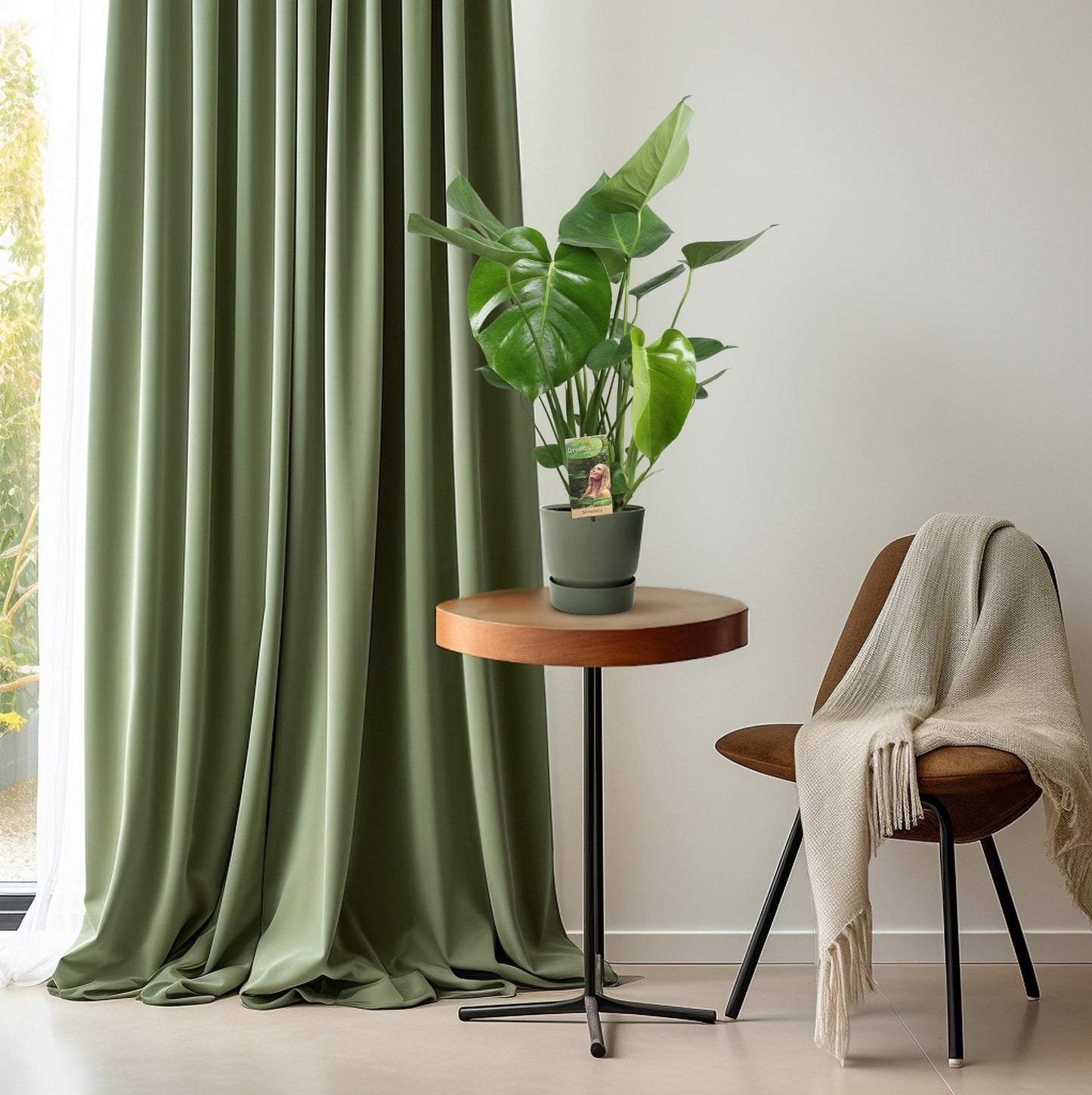 Monstera Deliciosa – Pflegeleichte Fensterblatt-Pflanze Ø17cm
