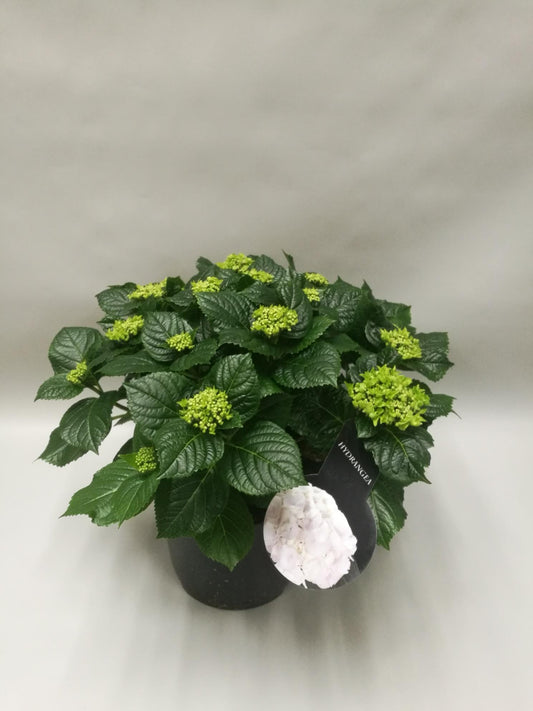 Hydrangea Crystal Palace – Stilvolle Hortensie Ø23cm