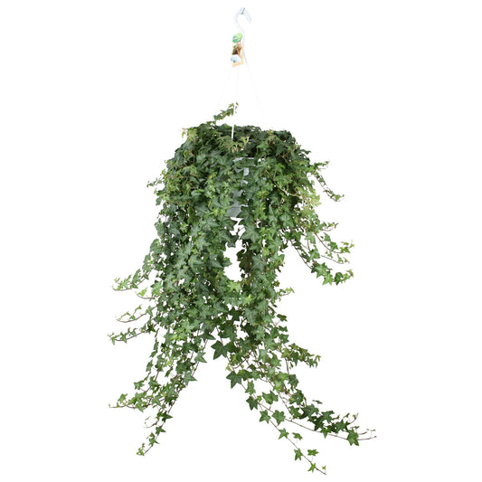 Hedera Helix Pitsburg XXL – Pflegeleichter Hänge-Efeu Ø24cm