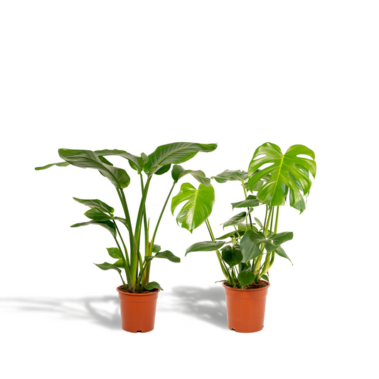 Strelitzia Nicolai & Monstera Deliciosa Set Ø19cm/Ø21cm