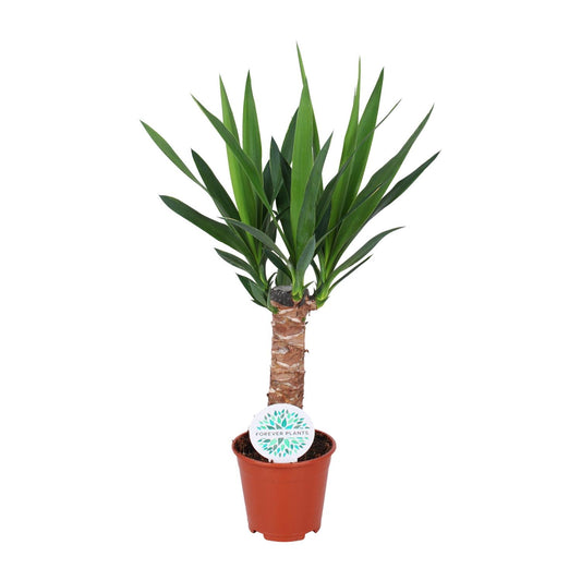 Yucca Elephantipes – Pflegeleichte XXL-Palme Ø14cm, 60cm hoch