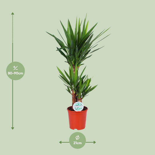 Yucca Elephantipes – Elegante, pflegeleichte Zimmerpflanze Ø21cm