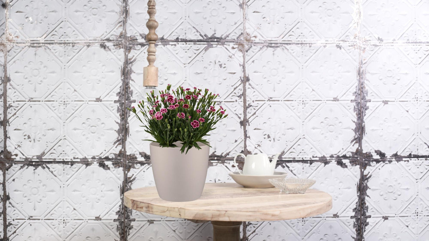 Dianthus Pink Kisses – Pflegeleichte Blütenpracht Ø17 cm