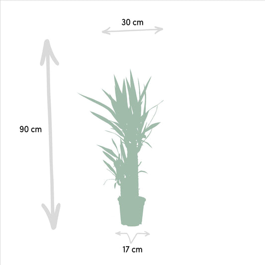 Yucca Palmlilie Ø17cm – Pflegeleichte XXL Zimmerpflanze