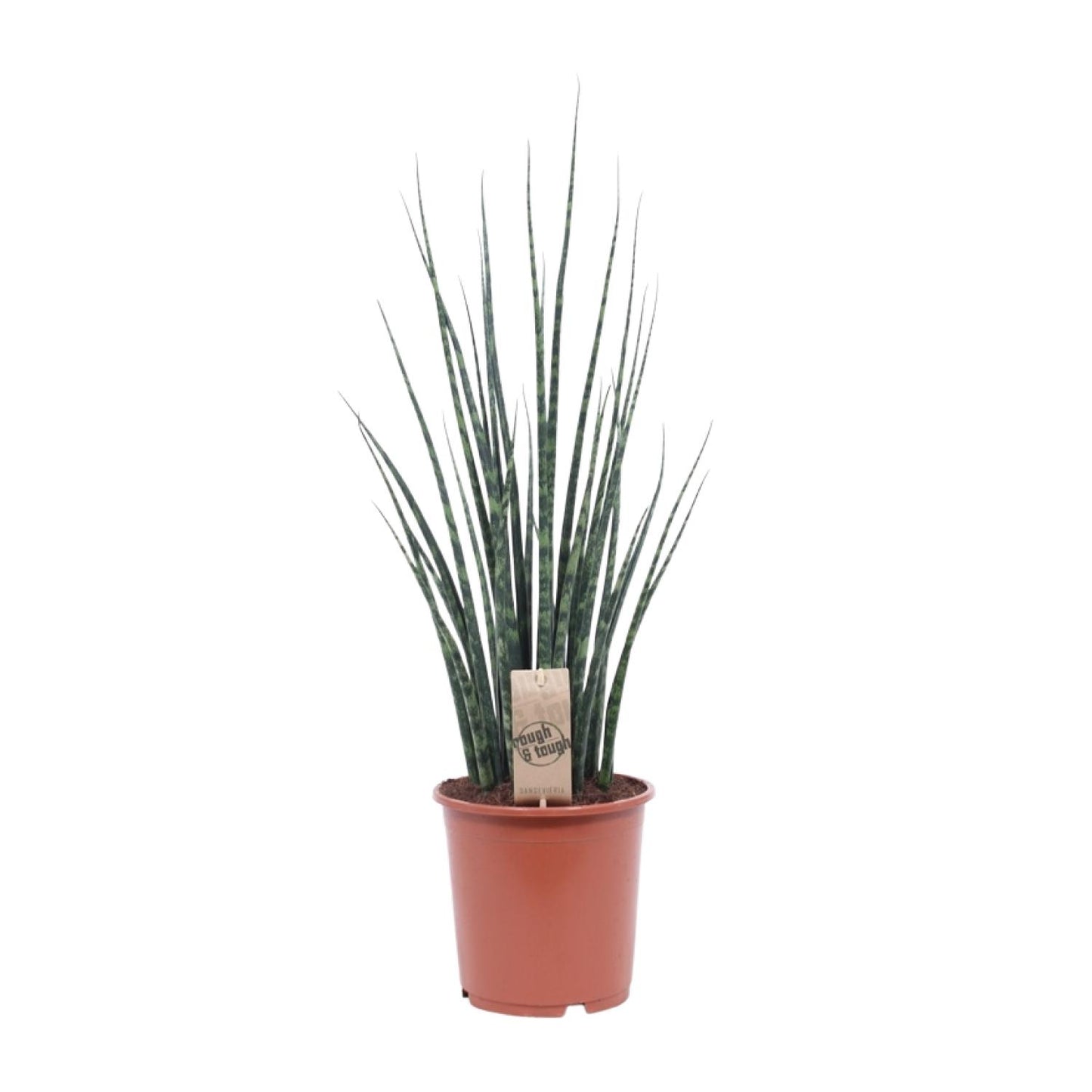 Sansevieria Fernwood Mikado – Pflegeleichte Schwiegermutterzunge Ø19cm