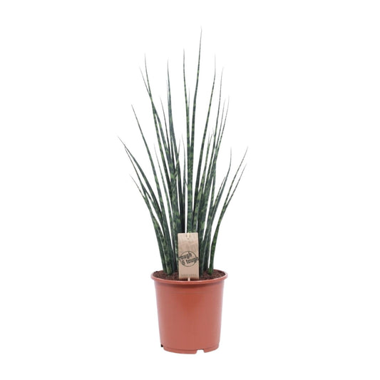 Sansevieria Fernwood Mikado – Pflegeleichte Schwiegermutterzunge Ø19cm