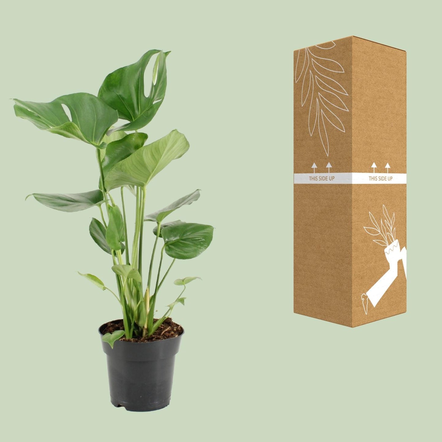 Monstera Deliciosa – Exotische Zimmerpflanze Ø17cm, 60cm hoch