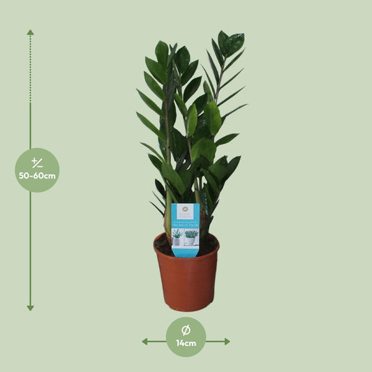Zamioculcas Zamiifolia Ø14cm – Pflegeleichte ZZ-Pflanze