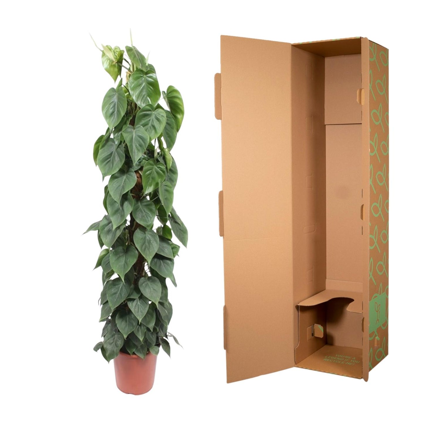 Philodendron Scandens mosstok – Pflegeleichte XXL Zimmerpflanze