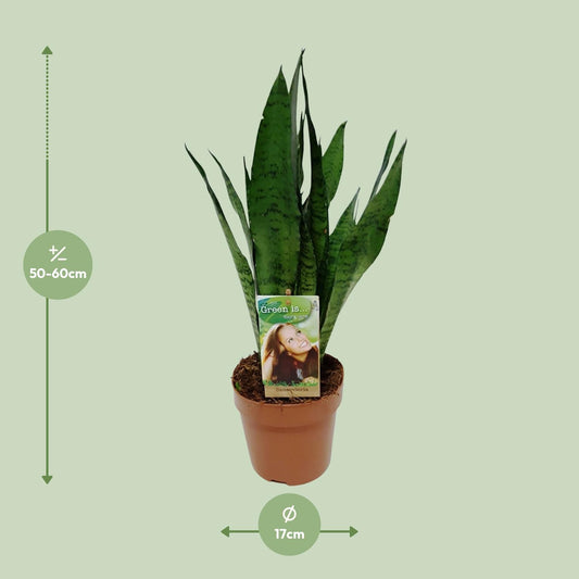 Sansevieria Zeylanica – Pflegeleichter Bogenhanf Ø17cm, 60cm hoch