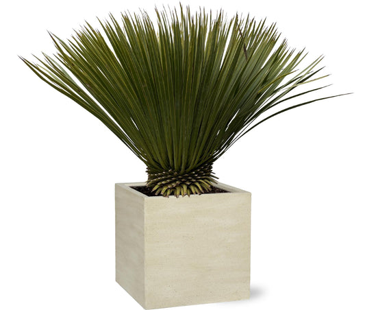 Yucca Rostrata – Stilvolle, pflegeleichte Zimmerpflanze 70 cm