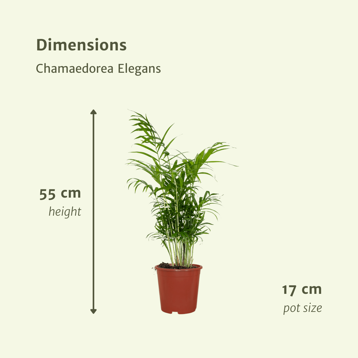 Chamaedorea Elegans – Mexikanische Bergpalme, 2er Set Ø17cm, ca. 55cm